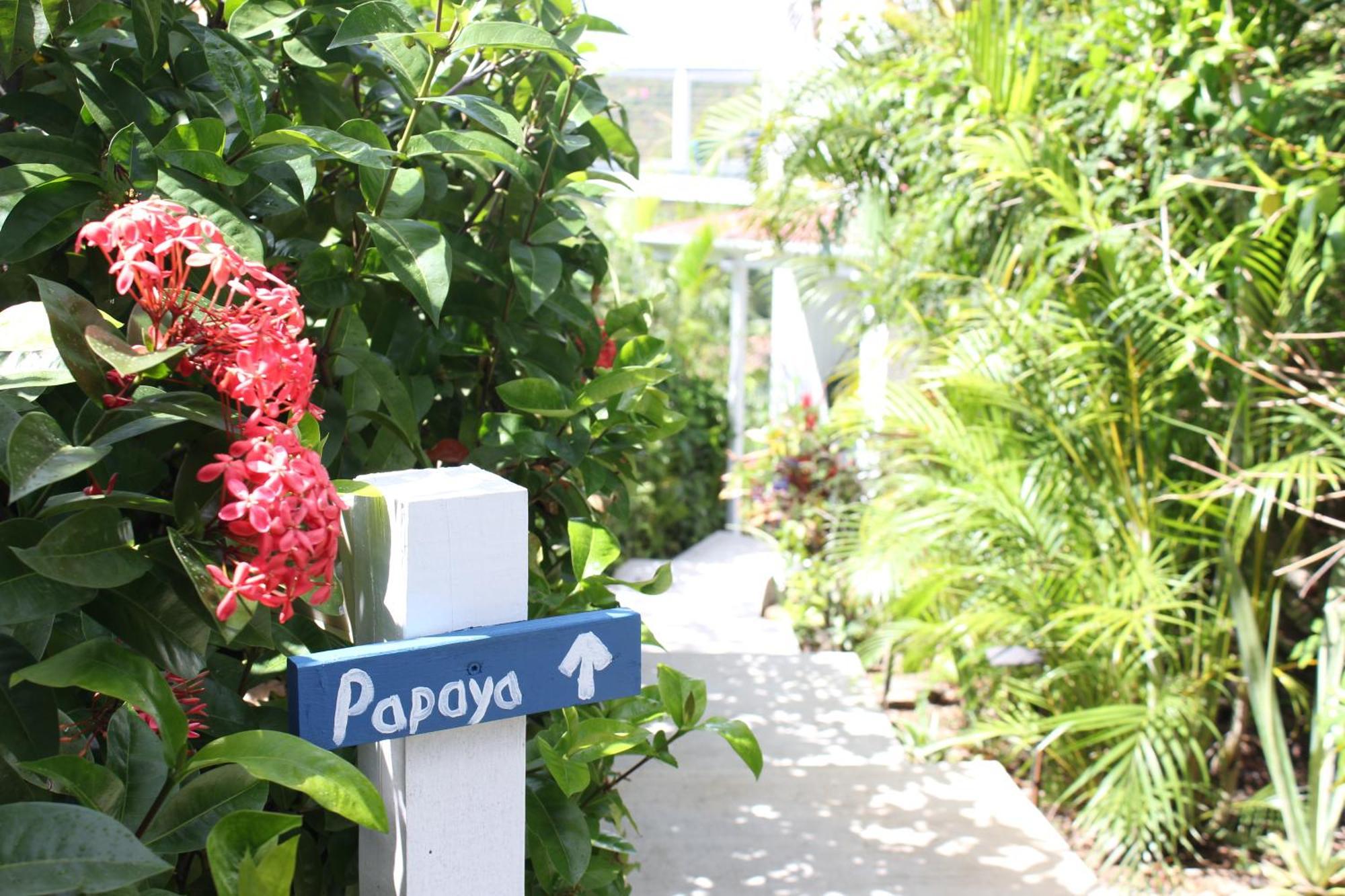 Papaya Suite At Sunset Serenade Cruz Bay Exterior foto